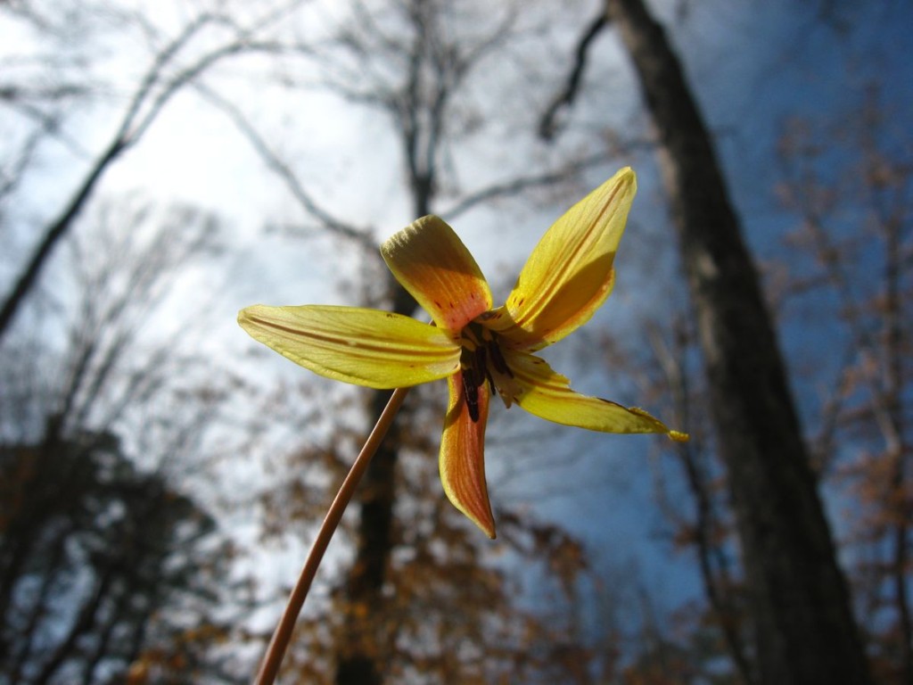 Trout Lily blooms in South Carolina's Sumter National Forest