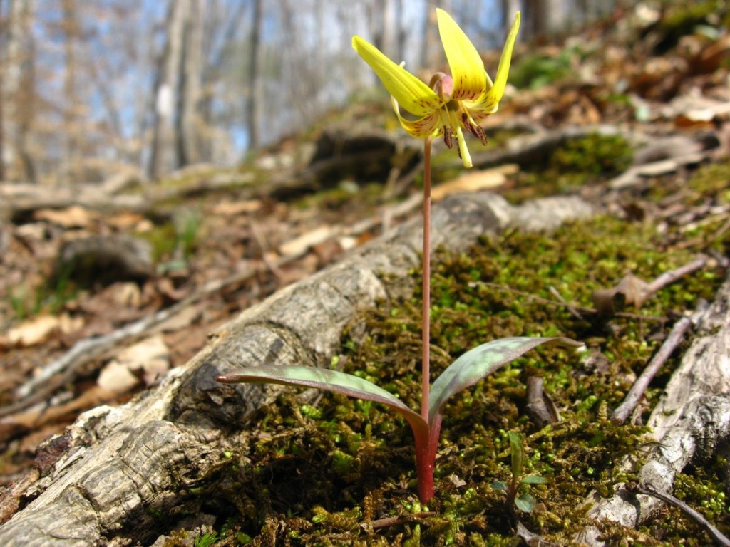 Trout Lily Sumter National Forest near Edgefield South Carolina