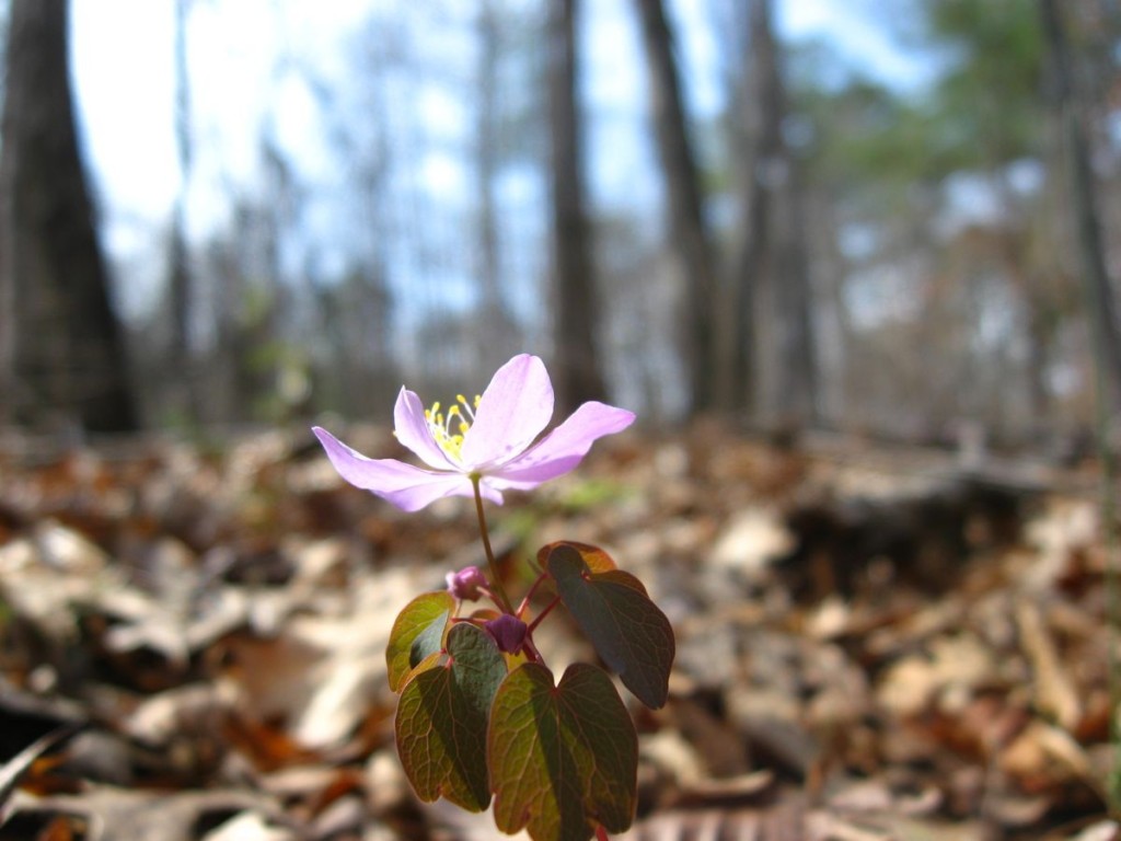   Rue-Anemone, Sumter National Forest near Edgefield South Carolina