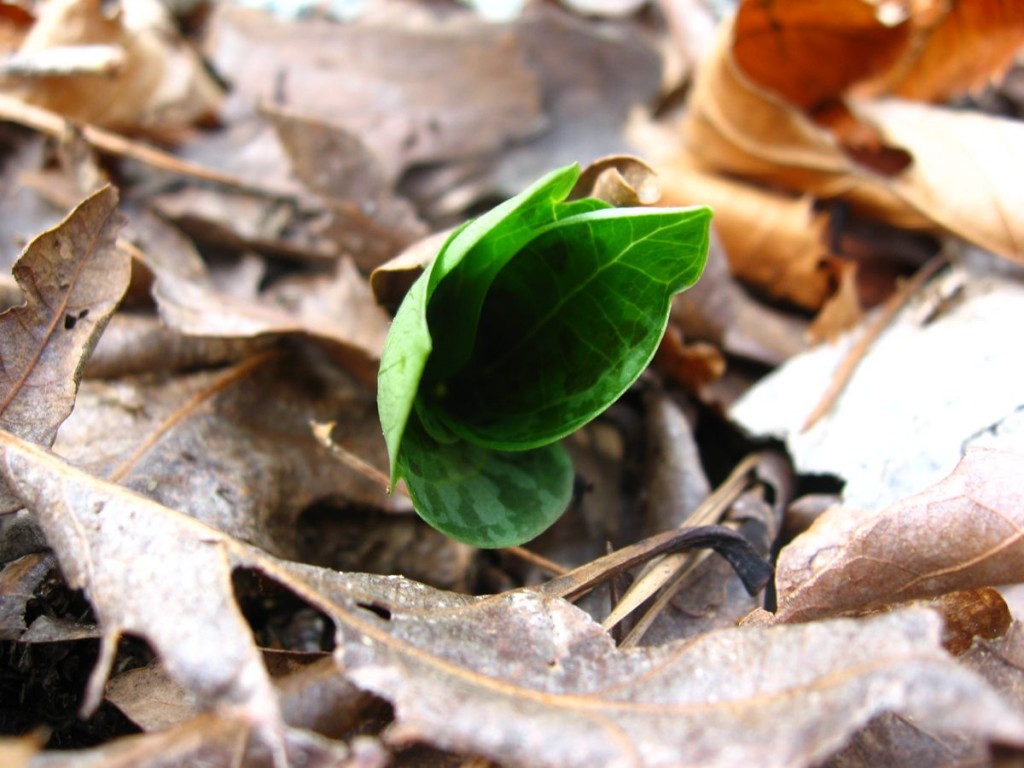 Trillium emerges from the earth - Sumter National Forest, South Carolina