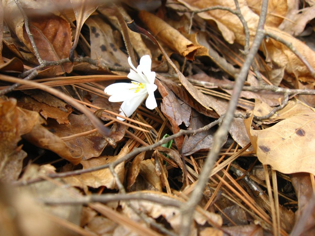 Bloodroot makes its way through the dense leaf litter - Sumter National Forest, South Carolina