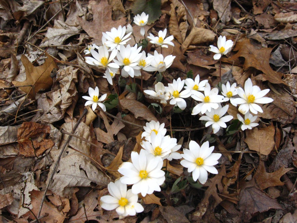 Bloodroot in Morris Park, Philadelphia