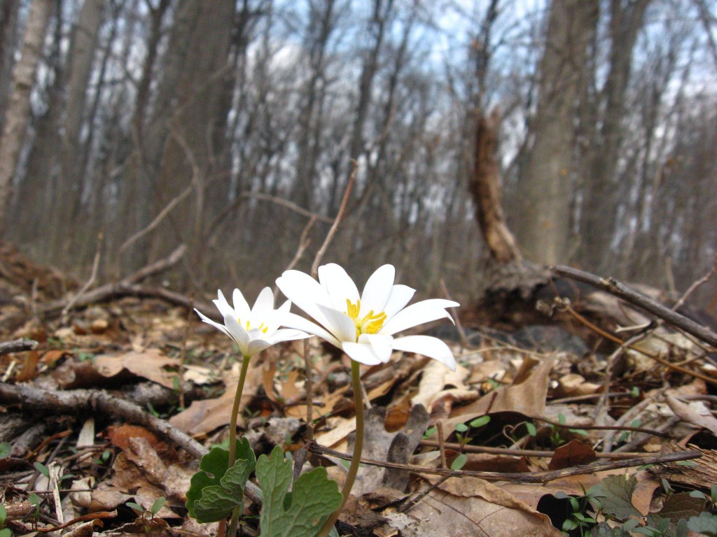 Bloodroot in Morris Park, Philadelphia