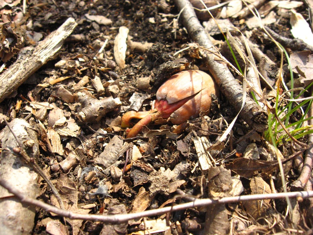 Acorn germinates on the forest floor, Morris Park, Philadelphia