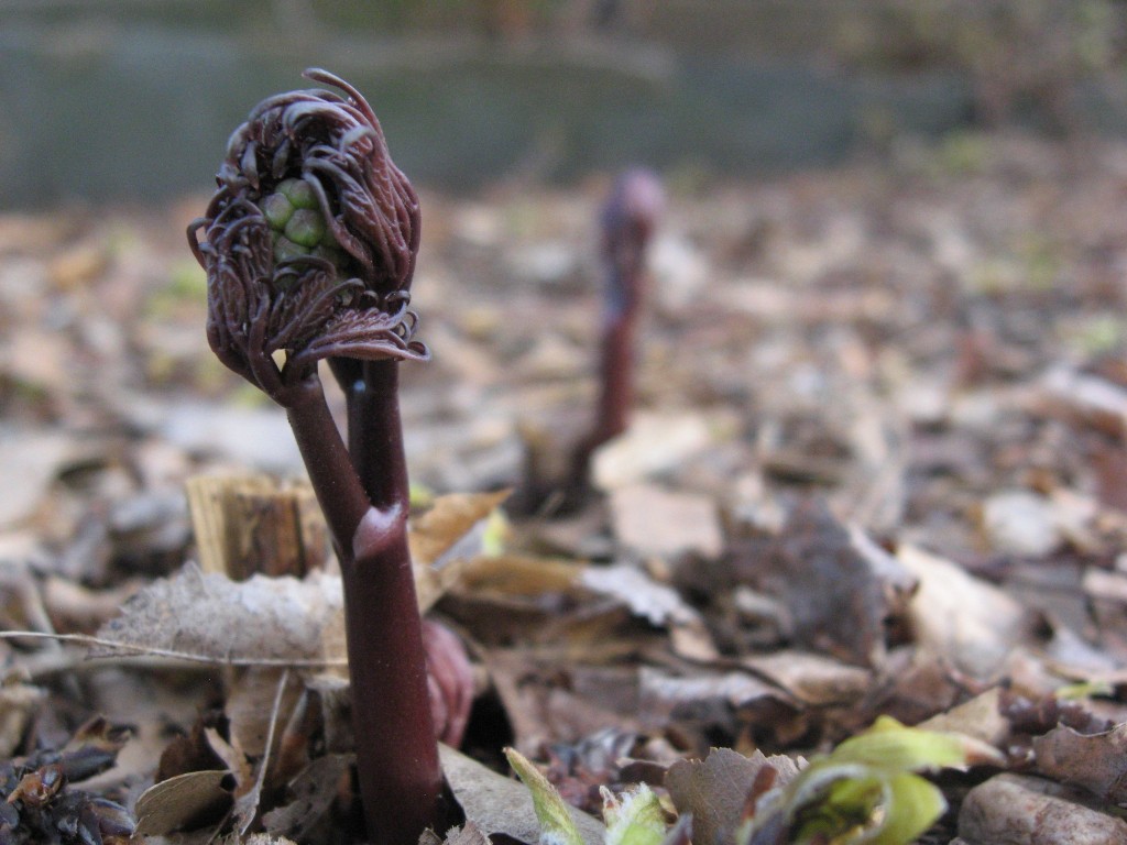 Blue cohosh, Garden of the Sanguine Root, Morris Park Road, Philadelphia Pennsylvania