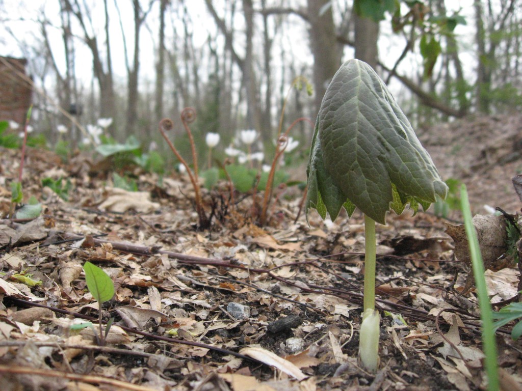  Mayapple, Garden of the Sanguine Root, Morris Park Road, Philadelphia Pennsylvania