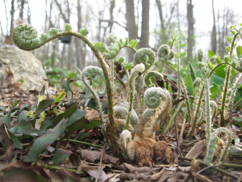 Garden of the Sanguine Root, Morris Park Road, Philadelphia Pennsylvania