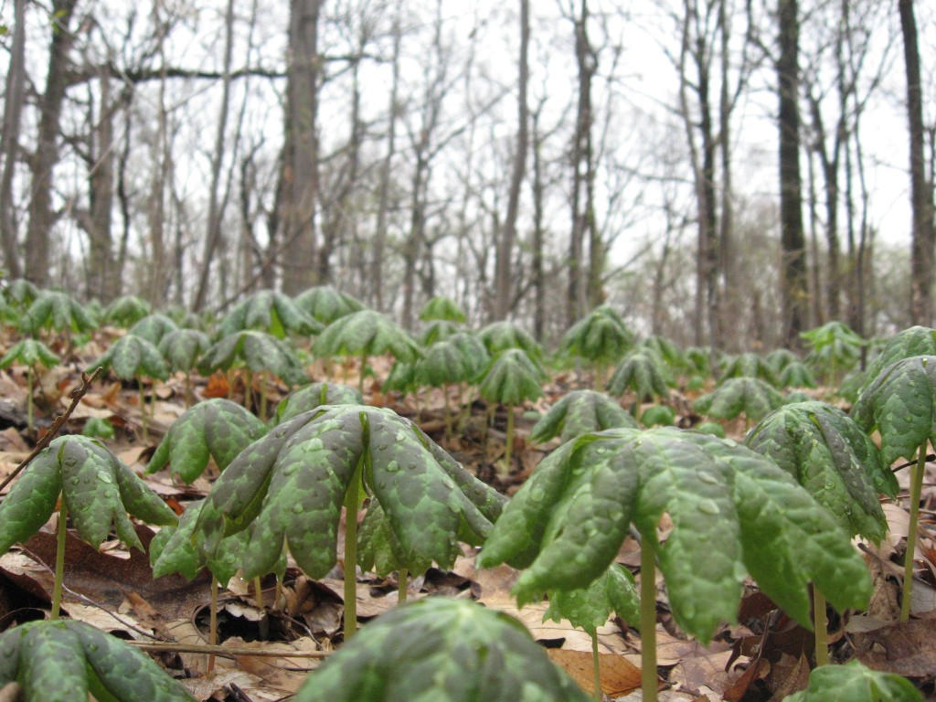 Mayapples growing in the wild, Morris Park, Philadelphia Pennsylvania