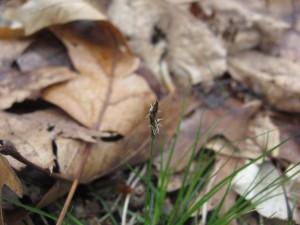 Sedge, Morris Park, Philadelphia Pennsylvania