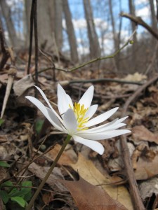 Bloodroot Blooms In Morris Park, Philadelphia. WWW.THESANGUINEROOT.COM