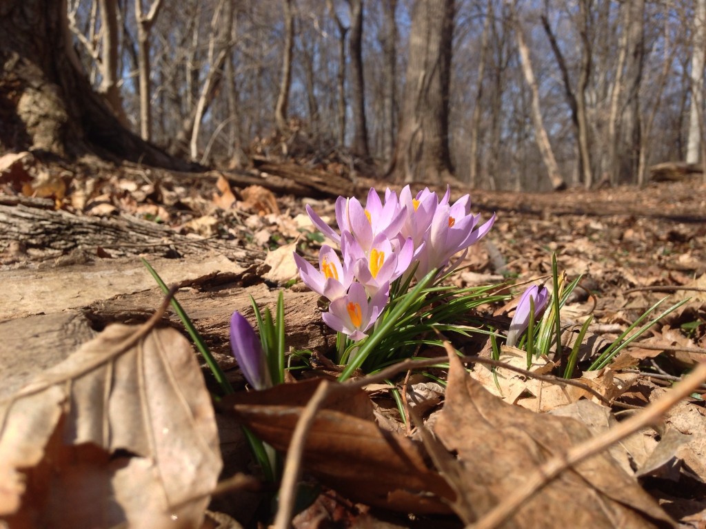 Crocus in Morris Park