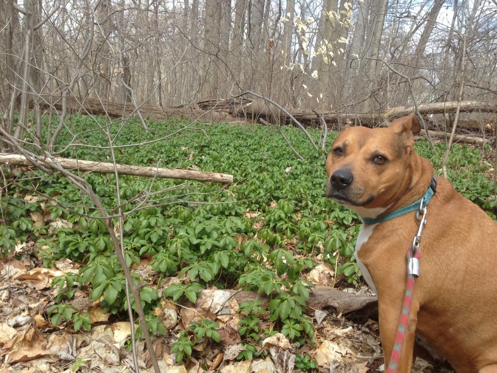 Keeba poses with the invasive Japanese Pachysandra in Morris Park. Pachysandra terminalis is a groundcover common in the yards of the surrounding neighborhoods. It is difficult to eradicate because all of its roots must be pulled up. Photo taken on March 14, 2013.www.thesanguineroot.com