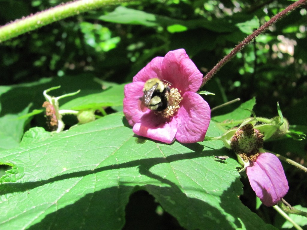 Purple Flowering Rasberry, (Rubus odoratus), Morris Park, Philadelphia, with Bumble Bee. www.thesanguineroot.com