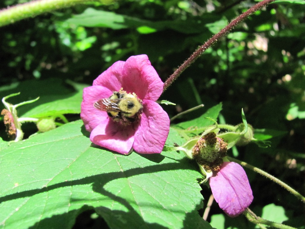 Purple Flowering Rasberry, (Rubus odoratus), Morris Park, Philadelphia, with Bumble Bee. www.thesanguineroot.com