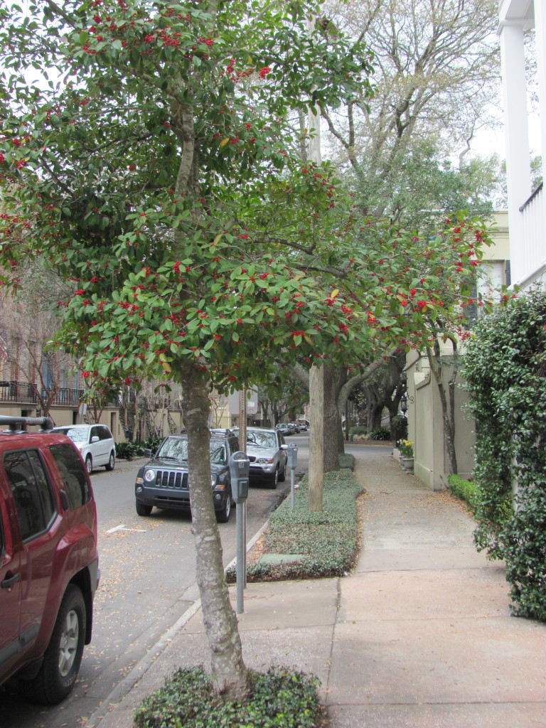 Savannah Street Trees, www.thesanguineroot.com