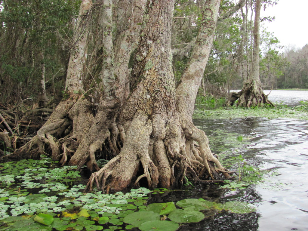 Wacissa River, Florida. www.thesanguineroot.com