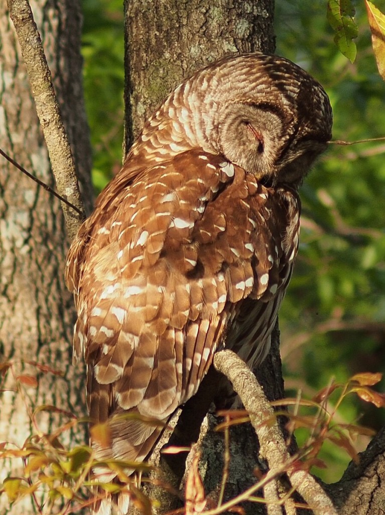 Barred owl, Wacissa River, Florida